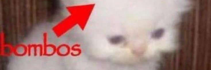 kuboolii banner