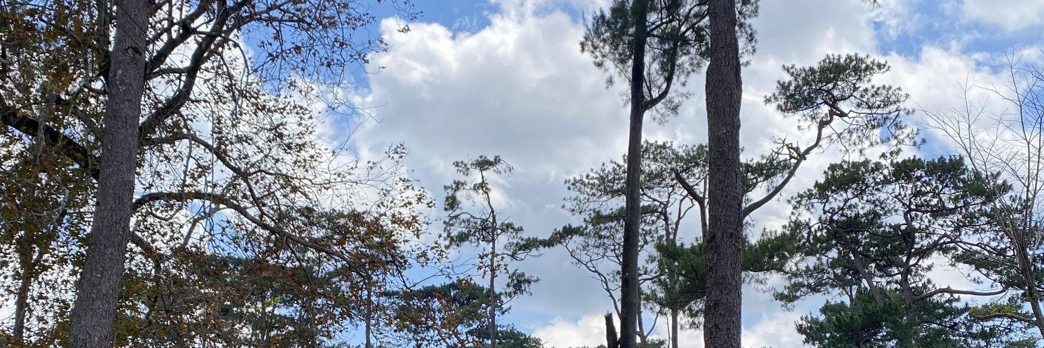 iamfrancesmiles's profile banner image