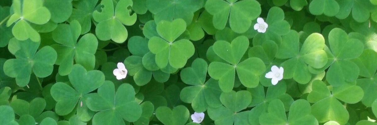 renée 🌱 banner