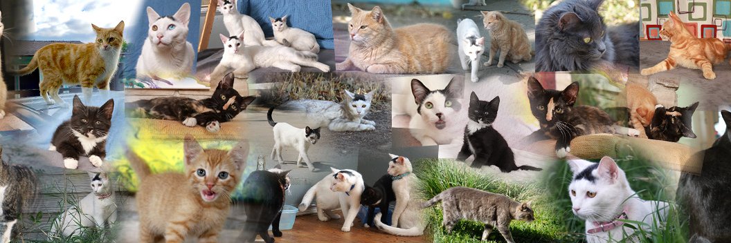 Rancho Kitty banner