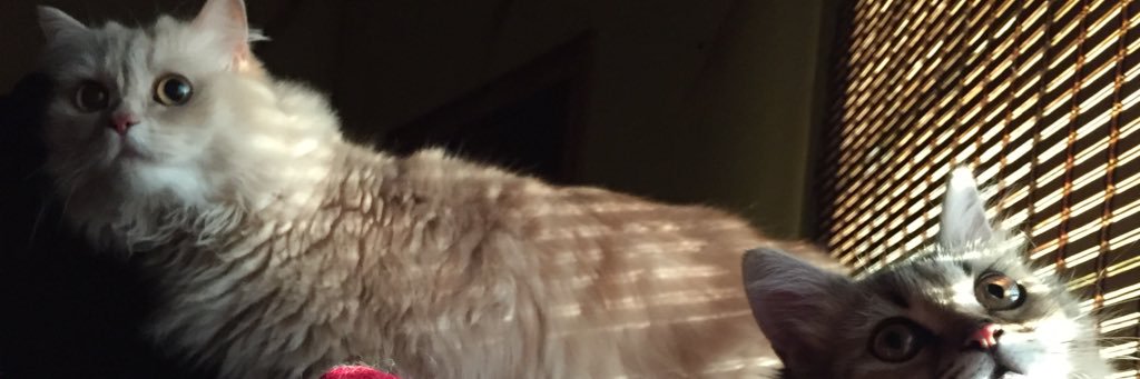 QweenCurls's profile banner image