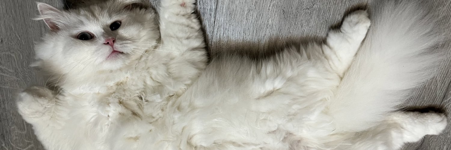 CatCleverBeans's profile banner image