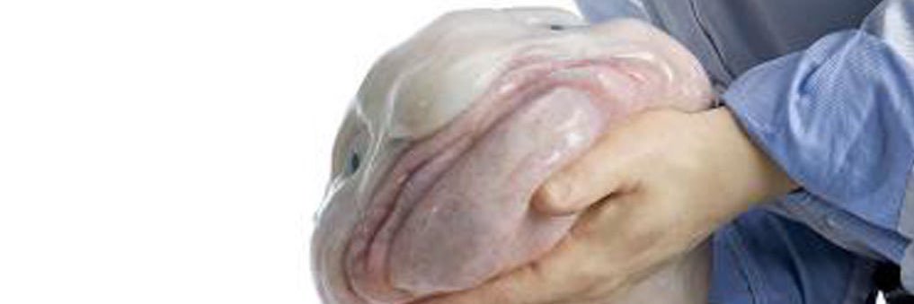 kepi banner