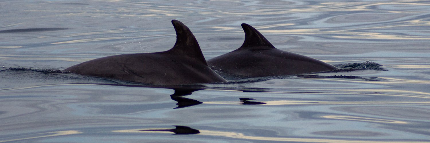 Associació Cetàcea banner