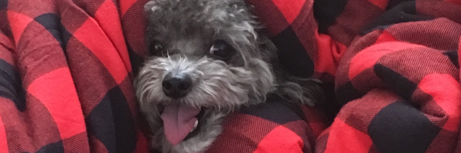 MintySock's profile banner image
