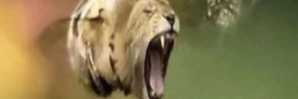 AlbertWhisker banner