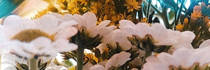 veronicasbubble's profile banner image