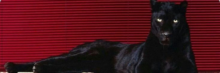 foxiiecat banner