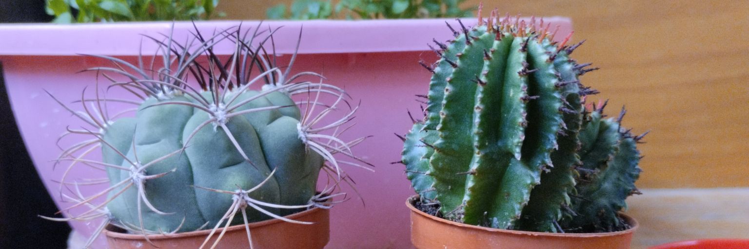 𝑰𝒑𝒂𝒏𝒆𝒎𝒂 🩷 banner