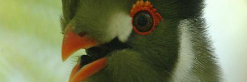 urrrtuik's profile banner image