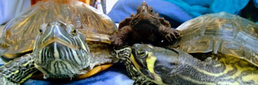 IceFloeTurtle banner