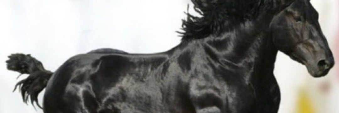 عجمي وربي الله banner