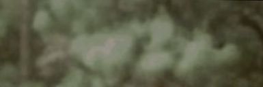 𝑠𝑎𝑤𝑠𝑎𝑛 🦢 banner