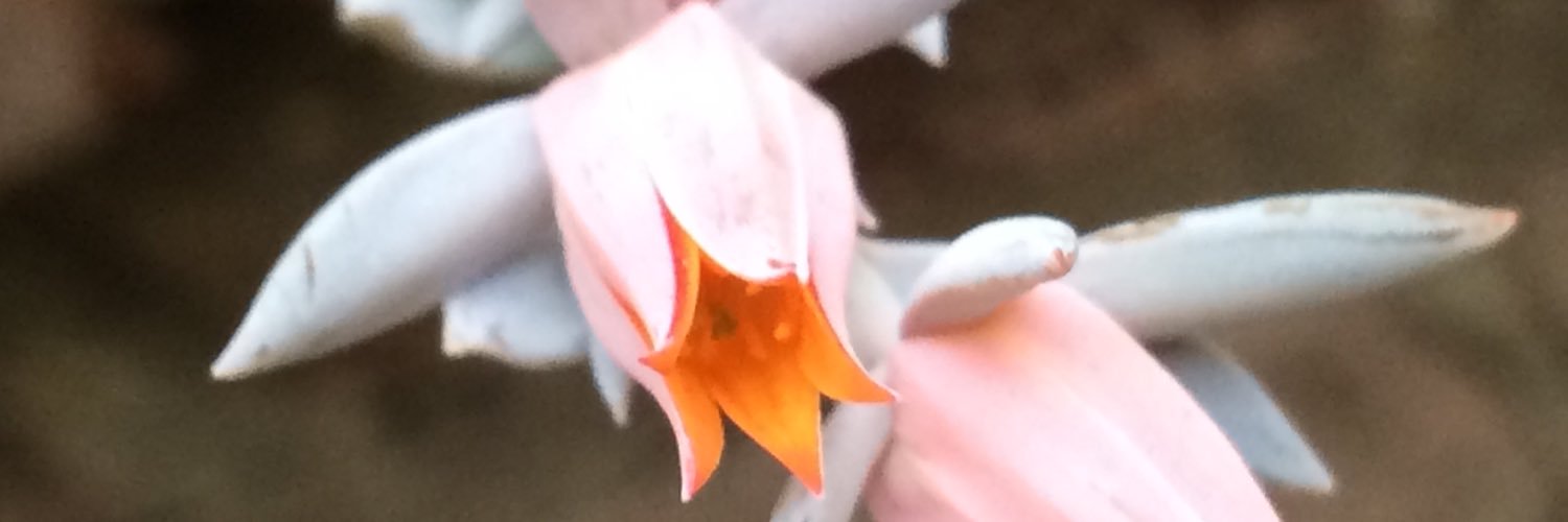 romyfolco's profile banner image