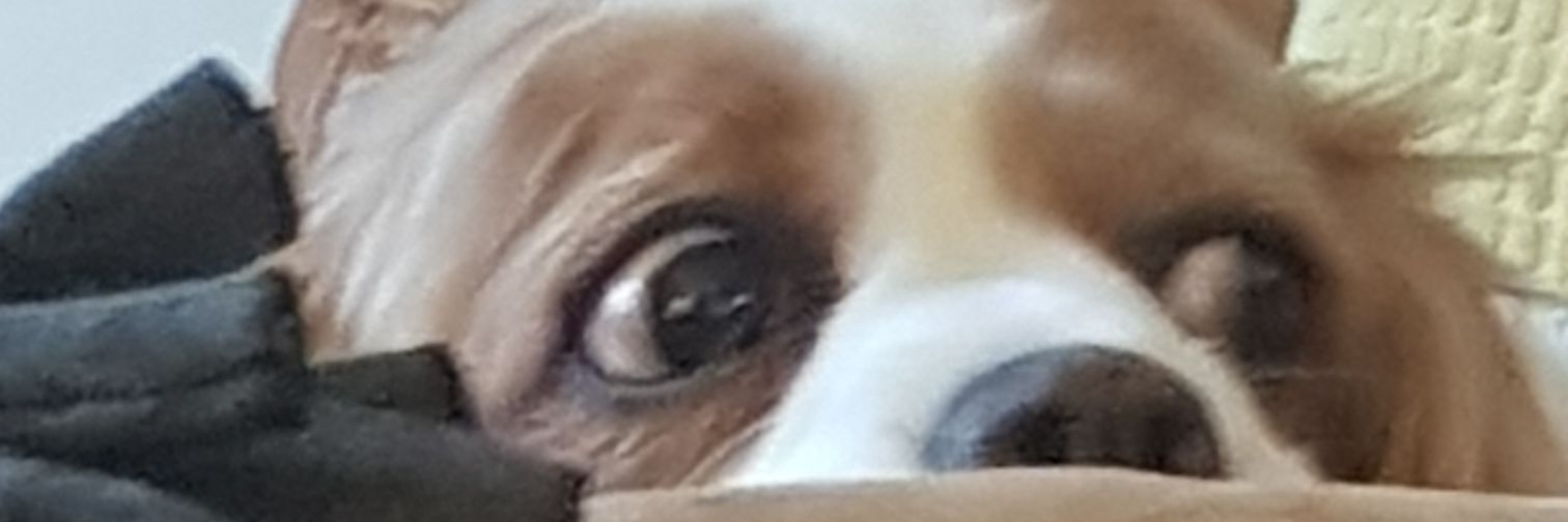 pipton_panda's profile banner image