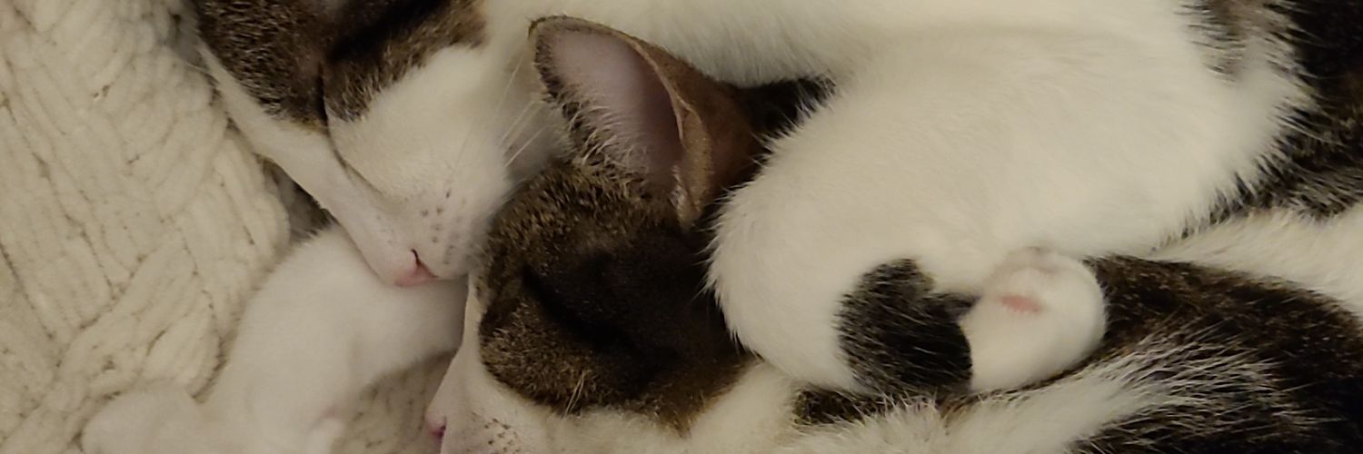 blackberrycat's profile banner image