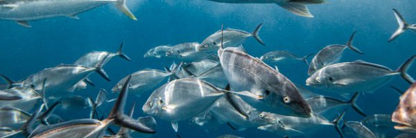 DiscussingFish Profile Banner