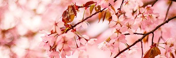 Monica M M banner