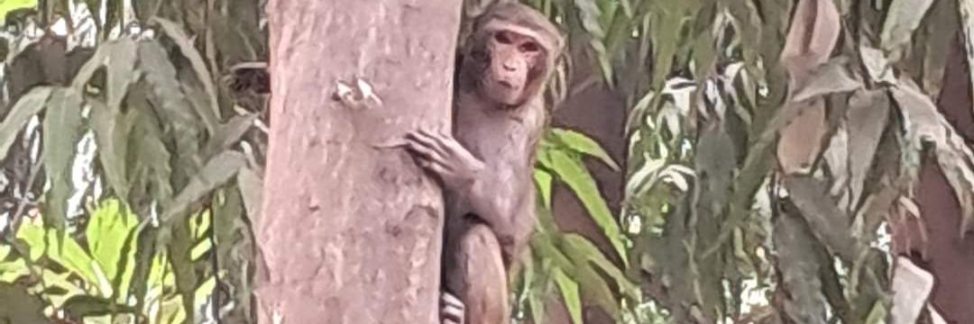 Usha Wildflower 🌱📚 🍀 banner