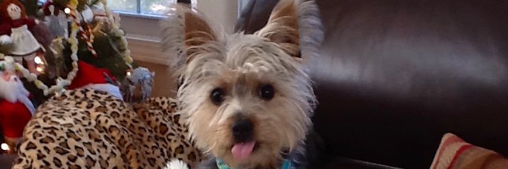 Pammyjanec's profile banner image