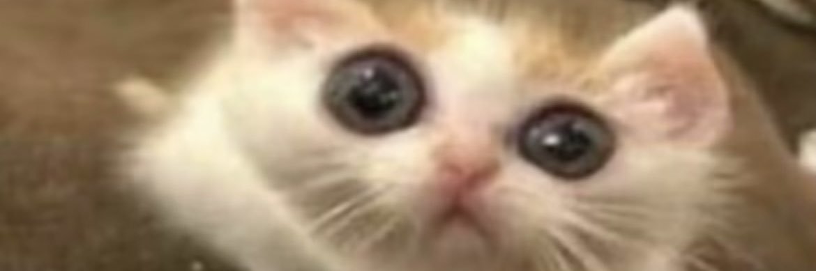 PB_vrc's profile banner image