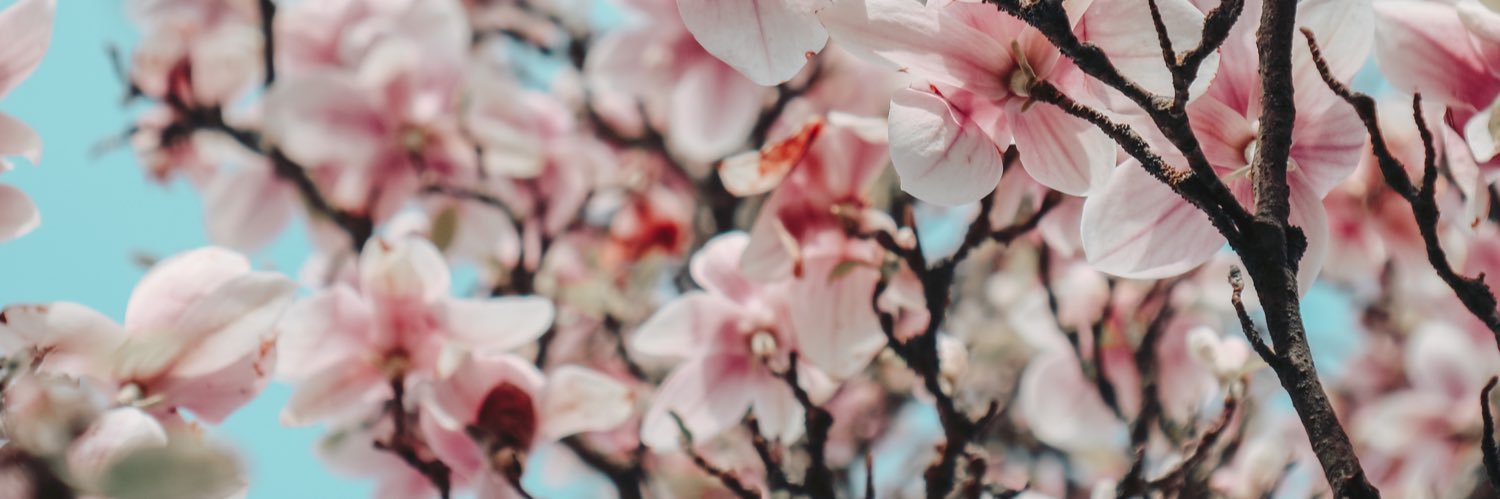 toxicboundaries's profile banner image