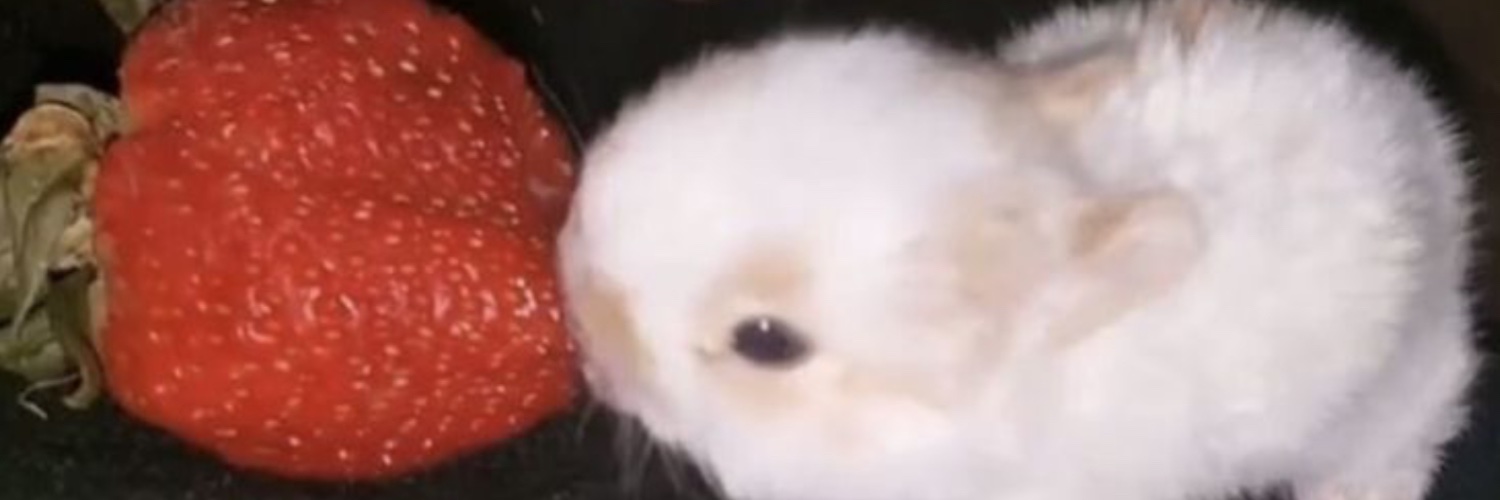 Em_L3n's profile banner image