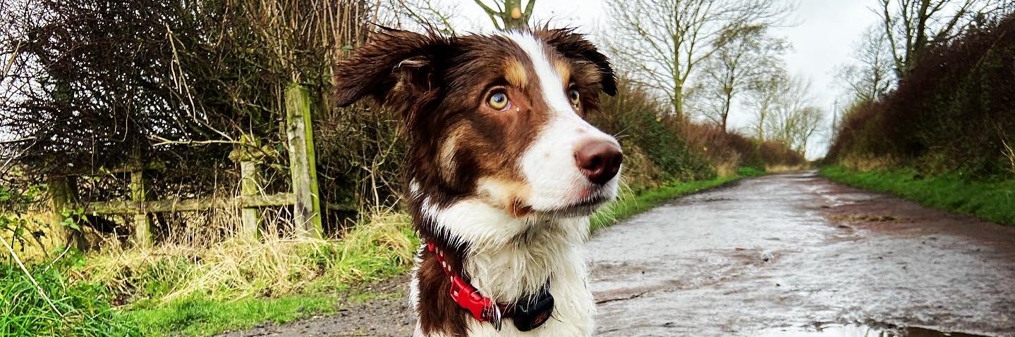 Andrew Gibson banner