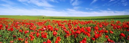 A_Pignon's profile banner image