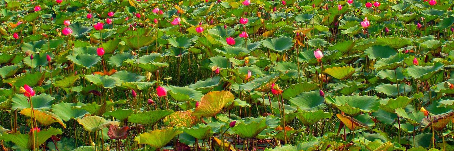 Logical Manipur banner