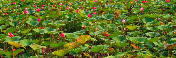 LogIQ_al Profile Banner