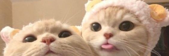 😺 banner