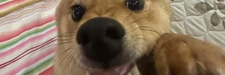 x_maybe332's profile banner image