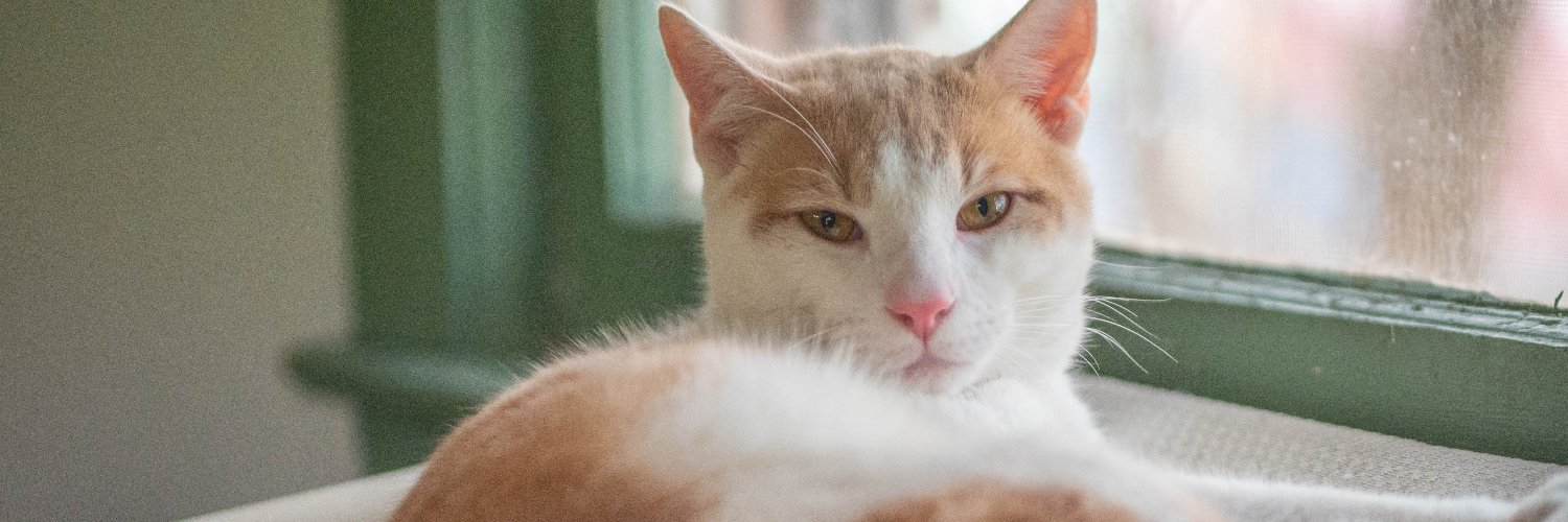 pawsatlanta's profile banner image