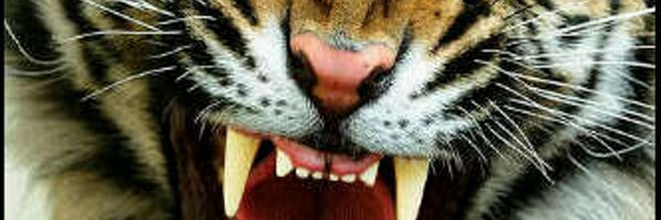 Tiger_blora Profile Banner