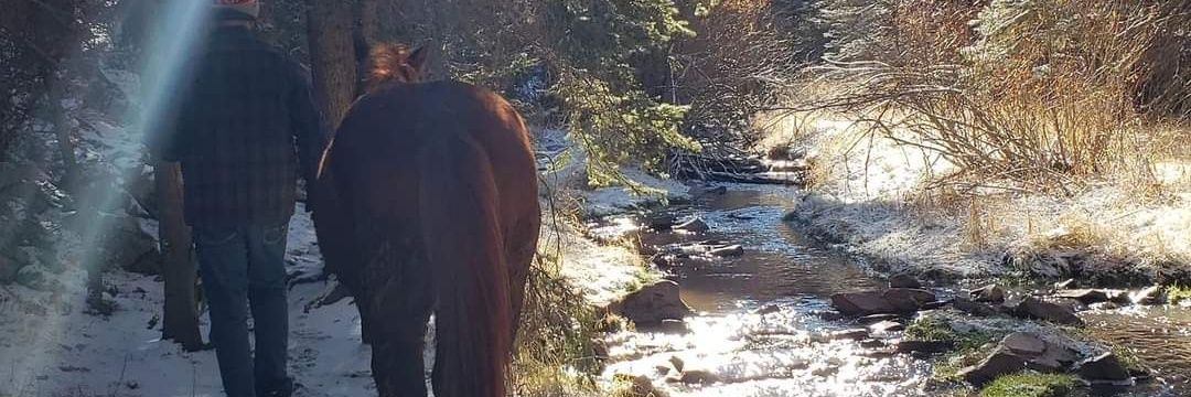 WildEquines🐎🏔🏕🇺🇸🪚🗽 banner