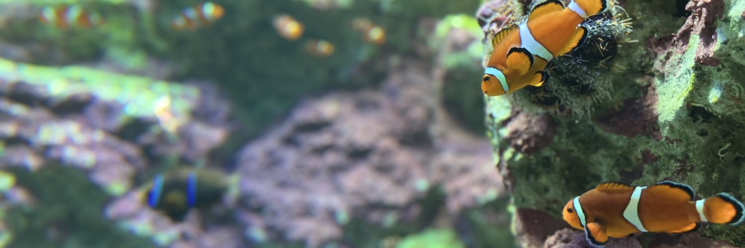 deburi_0529's profile banner image