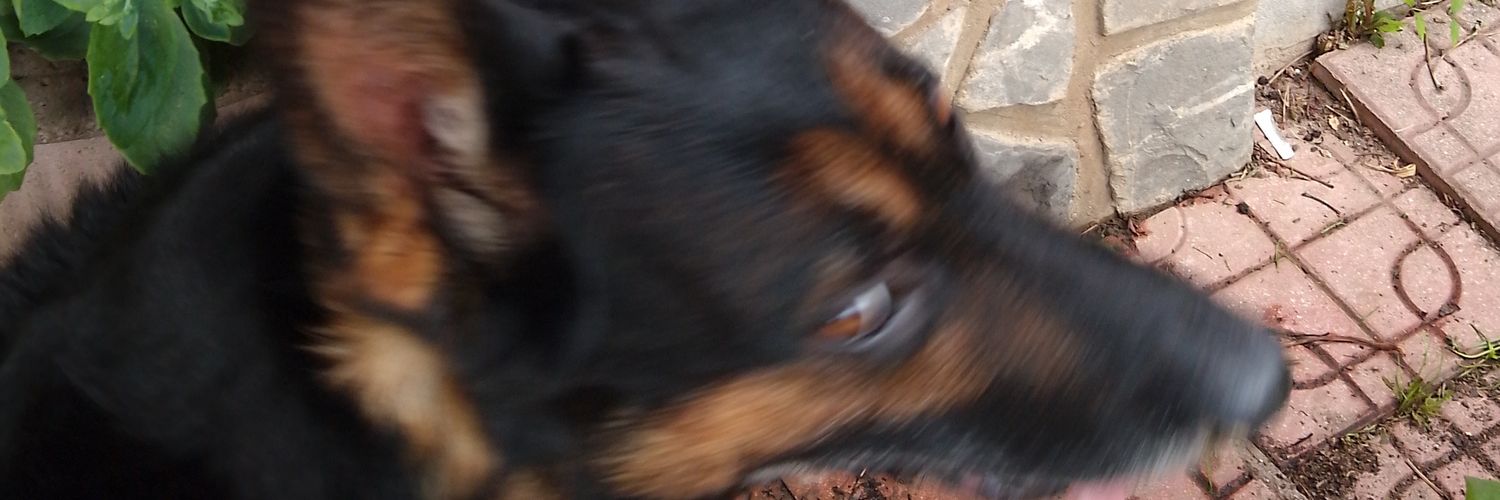 sigridiris22's profile banner image