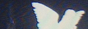 vforviscounti's profile banner image