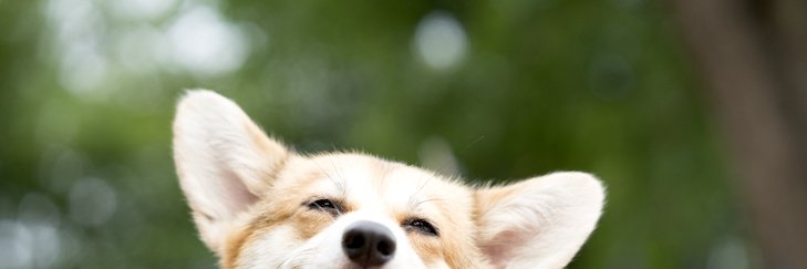 Steph banner
