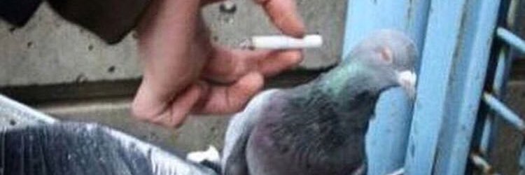 Soner Koçbay banner