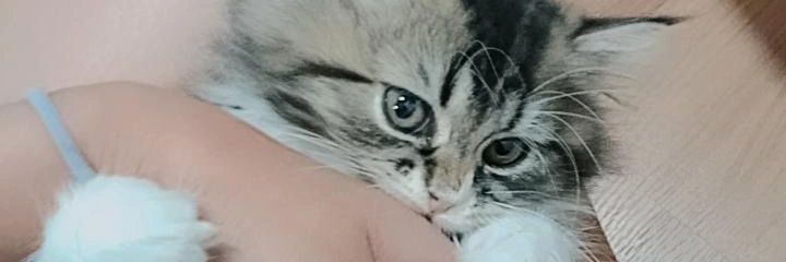 phapie41's profile banner image