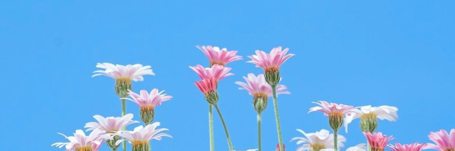 mosaicallyx's profile banner image