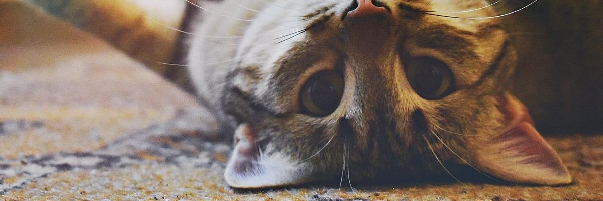 maridelcerro10's profile banner image