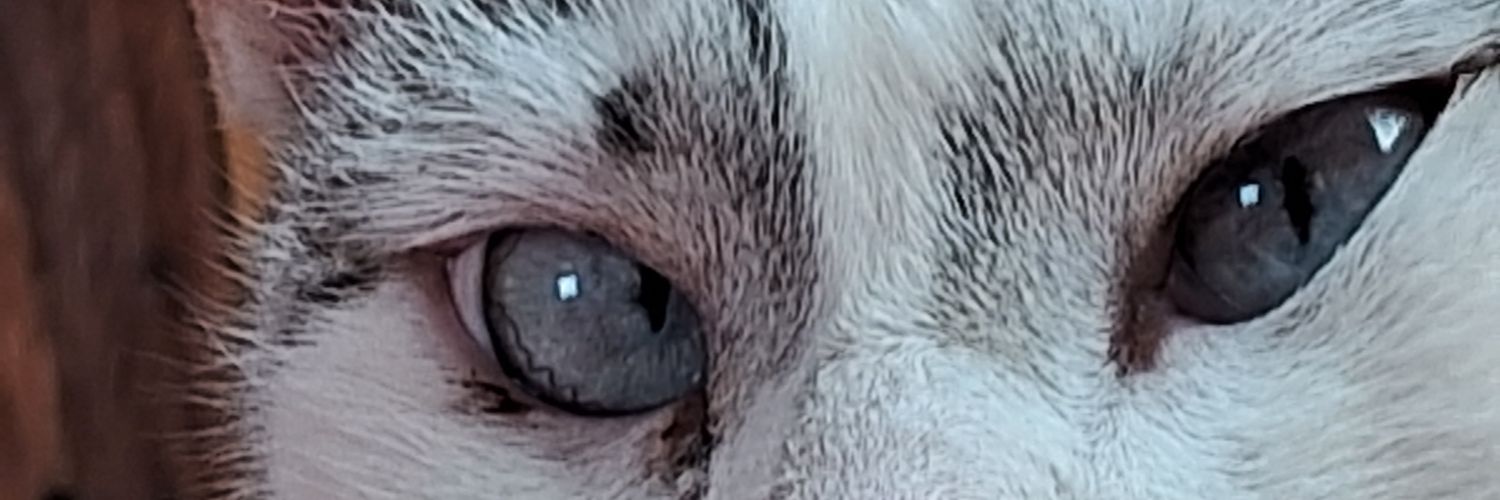 Juca🦷🇧🇷 🍉 banner