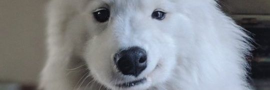 heyya banner