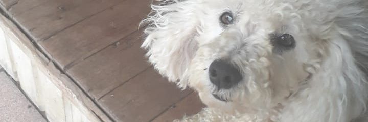 luizz_schmitz's profile banner image