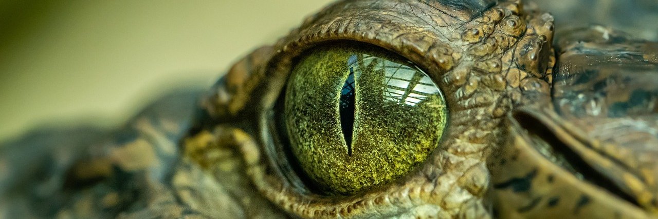 TradeCroc's profile banner image