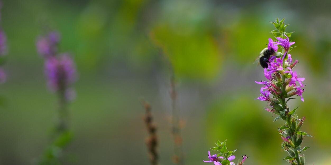 Manchester CT Patch banner