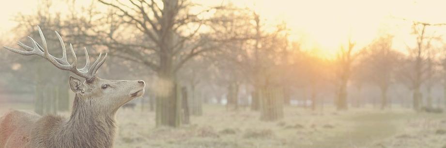glasscore_yu's profile banner image